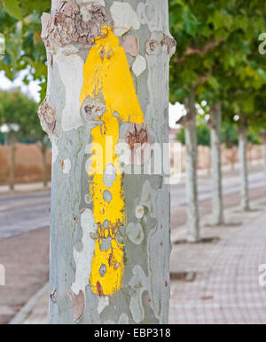 Way of St. James, yellow arrow as direction sign on a plane trunk , Spain, Castile and Leon, Palencia, Fromista Stock Photo