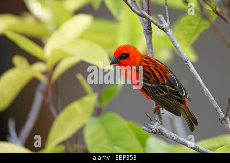 Madagascan red fody (Foudia madagascariensis), male sitting in a shrub, Seychelles, Praslin Stock Photo