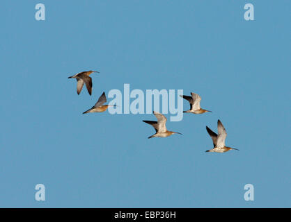 western curlew (Numenius arquata), flying troop, Germany, North Rhine-Westphalia Stock Photo