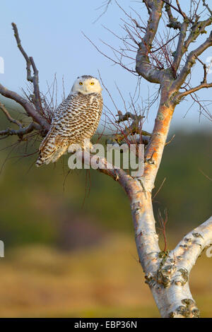 Snowy Owl (Strix scandiaca, Nyctea scandiaca, Bubo scandiacus), female resting on old birch, Netherlands Stock Photo