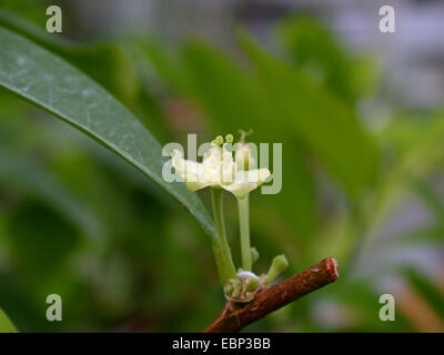 cocaine, Bolivian coca (Erythroxylon coca, Erythroxylum coca), flower Stock Photo