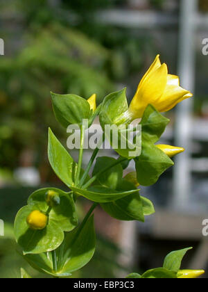 Mountain Queen (Ixanthus viscosus), blooming Stock Photo