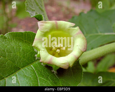 Scopolia, Belladonna (Scopolia anomala, Scopolia lurida), flower Stock Photo
