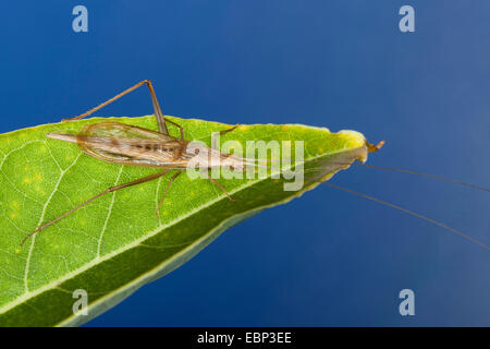 fragile whistling cricket, European tree cricket, Italian cricket (Oecanthus pellucens), male Stock Photo