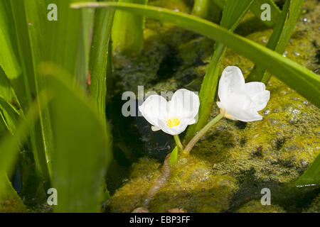 crab's-claw, water-soldier (Stratiotes aloides), blooming, Germany Stock Photo