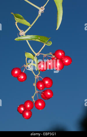 Italian sarsaparilla, Sarsaparilla, Rough bindweed (Smilax aspera), branch with ripe fruits Stock Photo