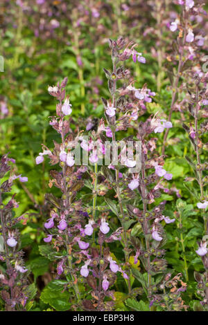 Wall germander (Teucrium chamaedrys), blooming, Germany Stock Photo