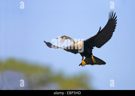 American darter (Anhinga anhinga), female in flight, USA, Florida, South Venice Stock Photo