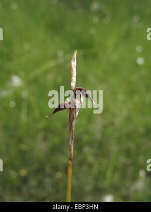 flea sedge (Carex pulicaris), infructescence, Germany, Baden-Wuerttemberg Stock Photo