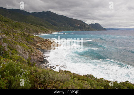 Maquis shrubland at rocky coast, France, Corsica Stock Photo