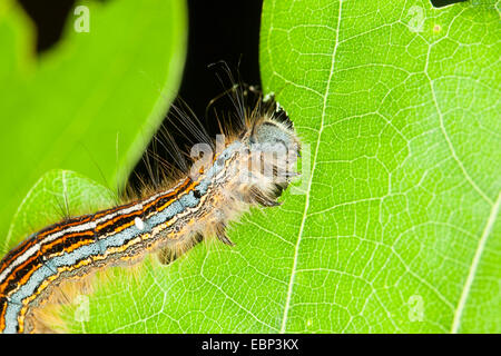 lackey, European lackey moth, common lackey (Malacosoma neustria, Malacosoma neustrium), caterpillar feeding on oak leaf, Germany Stock Photo