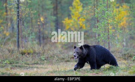 European brown bear (Ursus arctos arctos), adult bear in an autumn forest, Finland
