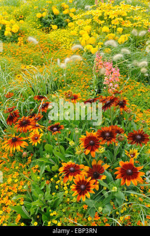 African marigold (Tagetes erecta), flower bed with marigold, garden snapdragon, and fountaingrass, Germany Stock Photo