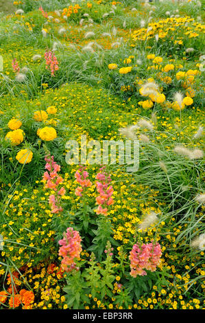 African marigold (Tagetes erecta), flower bed with marigold, garden snapdragon, and fountaingrass, Germany Stock Photo