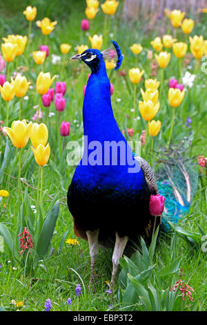 common peafowl (Pavo cristatus), male standing in a meadow full of yellow and lilac tulips Stock Photo