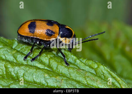 Six-spotted pot beetle (Cryptocephalus sexpunctatus), on a leaf, Germany Stock Photo