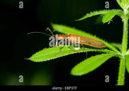 Denticollis linearis (Denticollis linearis), sitting on a leaf, Germany Stock Photo