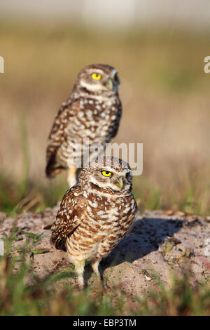 burrowing owl (Athene cunicularia), pair stands on the ground, USA, Florida Stock Photo