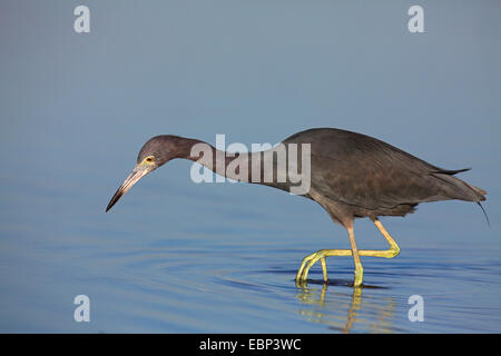 little blue heron (Egretta caerulea), looking for food in shallow water, USA, Florida Stock Photo