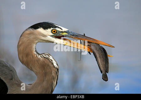 great blue heron (Ardea herodias), adult bird with a large fish in the bill, head portrait, USA, Florida Stock Photo