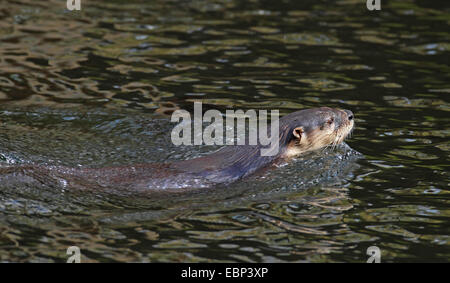 North American river otter, Canadian otter (Lutra canadensis), swimming, USA, Florida