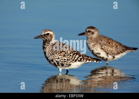 grey plover (Pluvialis squatarola), birds in winter plumage and in transition to breeding plumage, USA, Florida Stock Photo