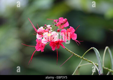 peacock flower, Barbados pride, dwarf poinciana, Barbados flower-fence, red bird-of-paradise, red bird of paradise (Caesalpinia pulcherrima 'Rosea', Caesalpinia pulcherrima Rosea), inflorescence, Seychelles, Mahe Stock Photo