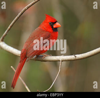 common cardinal (Cardinalis cardinalis), male sits in a bush, USA, Florida Stock Photo