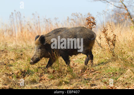 wild boar, pig, wild boar (Sus scrofa), wild sow in march, Germany, North Rhine-Westphalia, Sauerland Stock Photo
