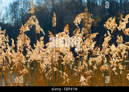 reed grass, common reed (Phragmites communis, Phragmites australis), reed in sunlight, Germany Stock Photo