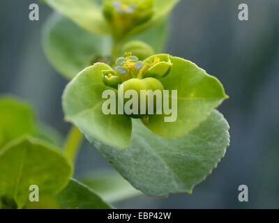 sun spurge, wartweed, summer spurge (Euphorbia helioscopia), blooming, Germany, North Rhine-Westphalia Stock Photo