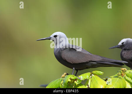 Lesser noddy (Anous tenuirostris), sitting on a tree, Seychelles, Bird Island Stock Photo
