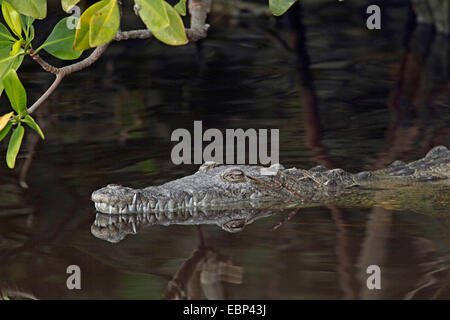 American crocodile (Crocodylus acutus), portrait, sucker, USA, Florida, Everglades National Park Stock Photo