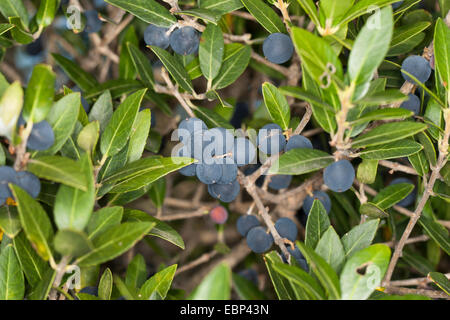 False olive, Broad-Leaved Phillyrea (Phillyrea latifolia), branch with fruits Stock Photo