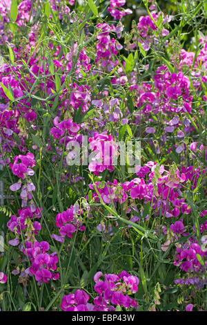 Perennial pea, Broad-leaf peavine, Everlasting Pea, Perennial Sweet Pea, Perennial peavine (Lathyrus latifolius), blooming, Germany Stock Photo