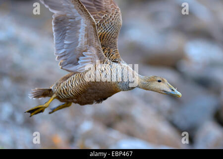 Common eider (Somateria mollissima), flying female in a scree, Iceland Stock Photo