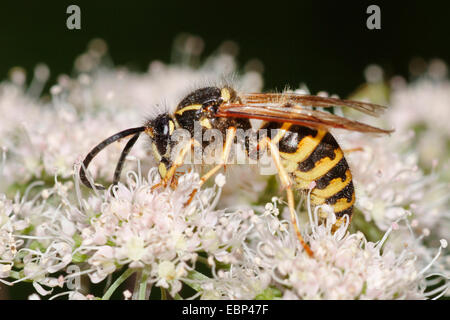tree wasp, wood wasp (Dolichovespula sylvestris), sitting on blossoms, feeding, Germany Stock Photo