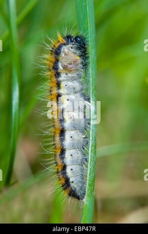 black-veined white (Aporia crataegi), caterpillar at a blade of grass, Switzerland Stock Photo