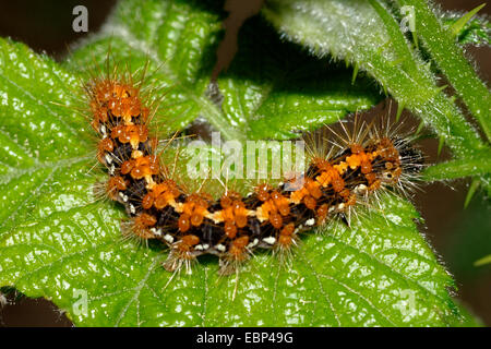 Jersey tiger, Russian tiger (Callimorpha quadripunctaria, Euplagia quadripunctaria), caterpillar on leaf, Germany Stock Photo