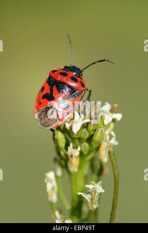 Red cabbage bug (Eurydema ornata), on an inflorescence, Germany Stock Photo