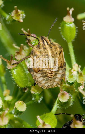 Italian Striped-Bug, Minstrel Bug (Graphosoma lineatum, Graphosoma italicum), nymph, Germany Stock Photo