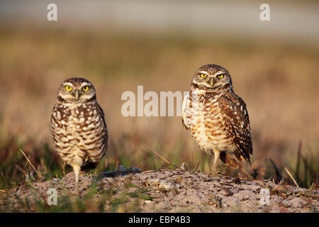 burrowing owl (Athene cunicularia), pair stands on the ground, USA, Florida Stock Photo