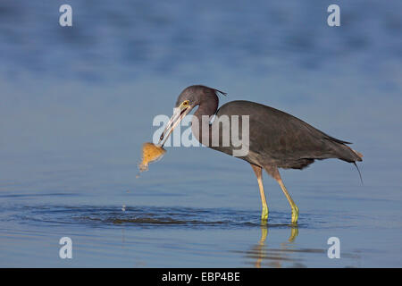 little blue heron (Egretta caerulea), stands in shallow water with a fish in the bill, USA, Florida Stock Photo