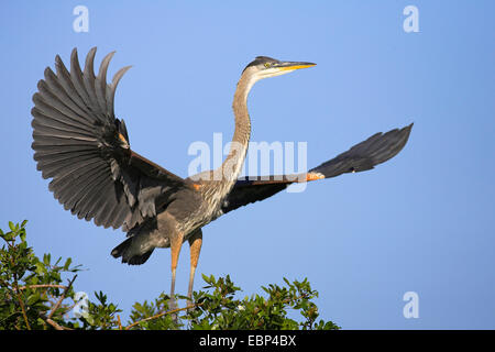 great blue heron (Ardea herodias), juvenile heron stands on a bush an beats the wings, USA, Florida Stock Photo