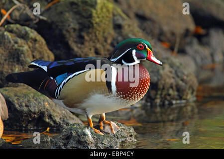 wood duck (Aix sponsa), male stands on the riverside, USA, Florida Stock Photo