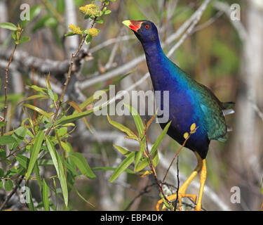 purple gallinule, American purple gallinule (Gallinula martinica, Porphyrula martinica, Porphyrio martinica), bird climbs in a bush and looks for food, USA, Florida, Everglades National Park Stock Photo