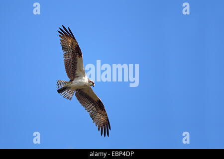 osprey, fish hawk (Pandion haliaetus), male flying, USA, Florida Stock Photo