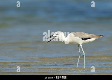 crab plover (Dromas ardeola), bird in immature plumage eating a prawn on the beach, Seychelles, Praslin Stock Photo