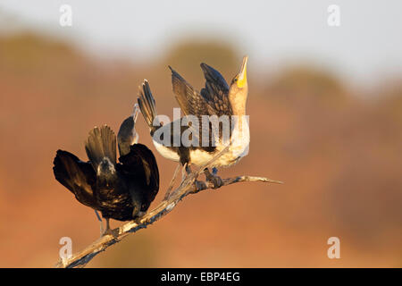 white-breasted cormorant (Phalacrocorax lucidus), pair greeting on a branch, South Africa, Pilanesberg National Park Stock Photo