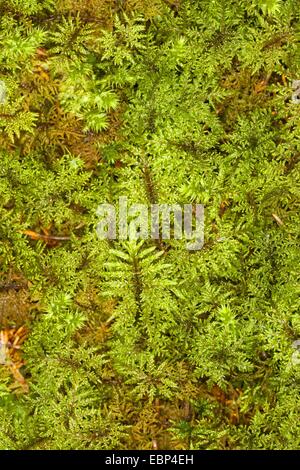 Glittering Wood-moss, Stair-step Moss, Stair Step Moss, step-moss, Mountain Fern Moss, Fern-Moss, splendid feather moss (Hylocomium splendens, Hylocomium proliferum), Germany Stock Photo